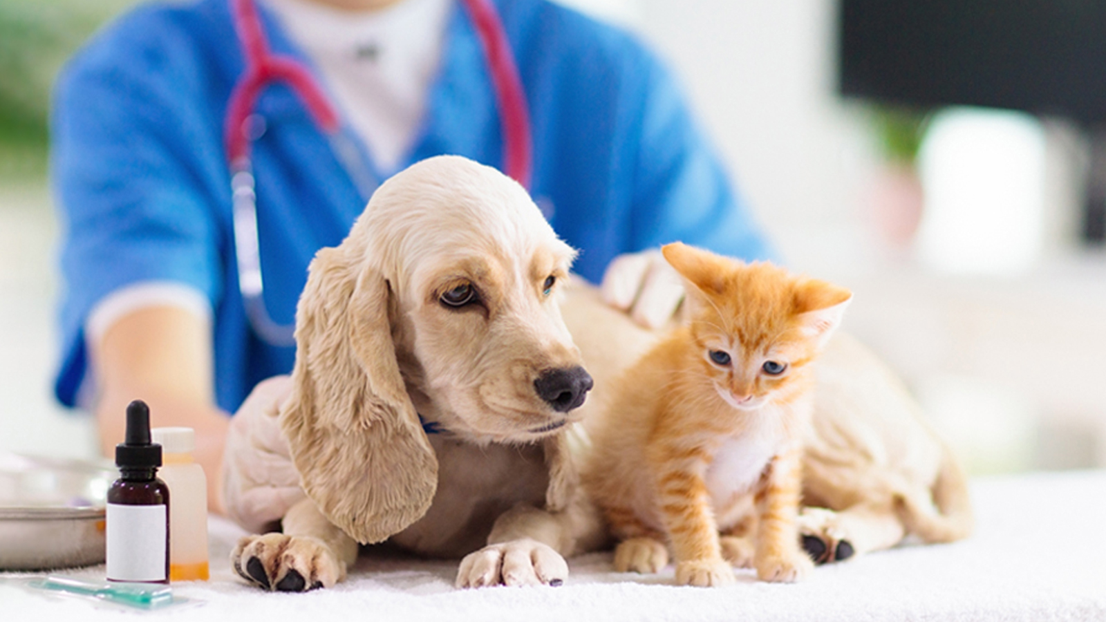 Pet Insurance: Is It Right for Your Furry Friend?